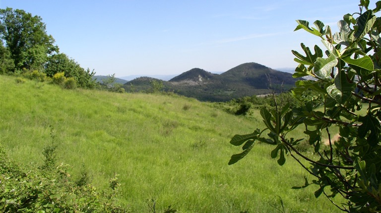 verde a prato